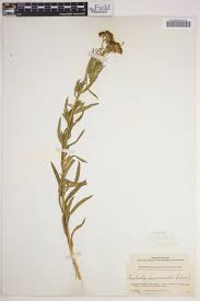 Image result for Ethulia