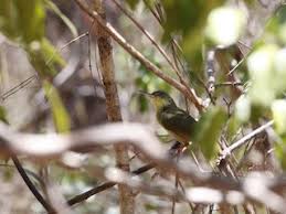 Image result for Tetracera boiviniana