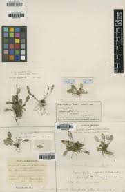 Image result for Satyrium crassicaule