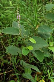 Image result for Polhillides