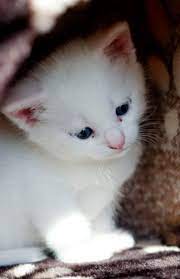 How Much Does A Turkish Angora Kitten Cost Angora Cats Turkish Angora Cat Kitten Pictures