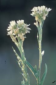 Image result for Bertiera angusiana