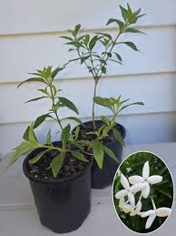 Image result for Bouvardia longiflora