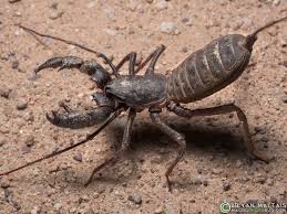 images?q=tbn:ANd9GcT_KsnJVniilXi6N0hMLlb