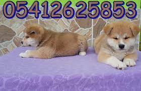 akita inu irk ozellikleri akita japonca