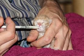 Sometimes cats will hold their mouths part way open when they breathe. Labored Or Rapid Breathing In Cats Causes Symptoms And What To Do