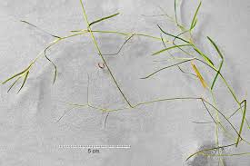 Image result for Potamogeton pusillus