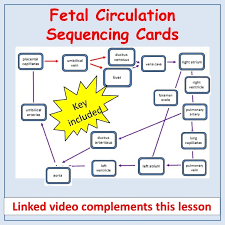 Image result for Neonatal Circulation Assessment