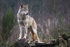 Not Having A Tribe Does Not Mean That You Re Broken People Don T Know How Amazing You Are Yet You Re Not Alone Alpha Wolf Lone Wolf Wolf
