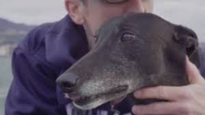 They are intelligent, affectionate, laid back, clean canine companions. Greyhounds As Pets Updates Givealittle