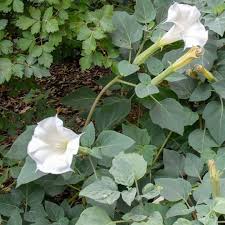 Image result for Datura inoxia