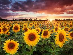 The plant was first domesticated in the americas. Sunflower Sunset Quotes Sunflower Field At Sunset Facebook Cover Dogtrainingobedienceschool Com