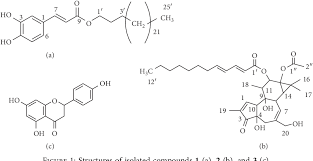 Image result for Gnidia involucrata
