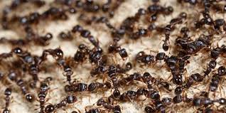 How to Prepare for Ant Season | Suburban Pest Control