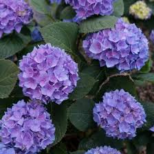 Blue and white hydrangeas on tablescape with yellow sunflowers for fall entertaining. Hydrangea Macrophylla Es14 Let S Dance Rhythmic Blue Hydrangea From Midwest Groundcovers