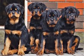 Nest period (0 to 49 days) this is the period when a rottweiler puppy opens his eyes, begins to interact with mom and siblings, and hopefully get some exposure to the environment around them. How To Raise A Happy Healthy Rottweiler Puppy Rottweiler Life