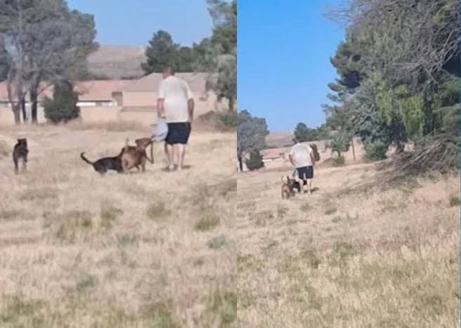 Arrest after dogs chased 12-year-old boy to his drowning death at California  park