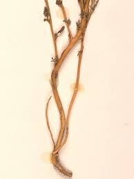 Image result for Canthium glaucum