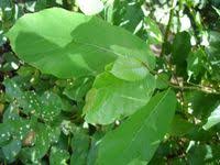 Image result for Antiaris