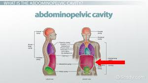 Learn about body quadrants with free interactive flashcards. Abdominopelvic Cavity Bony Landmarks Organs Regions Video Lesson Transcript Study Com