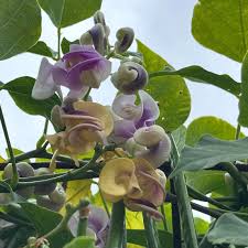 Image result for Cochliasanthus caracalla