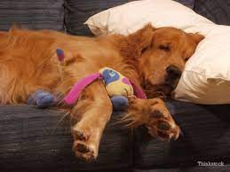 Do Dogs Dream