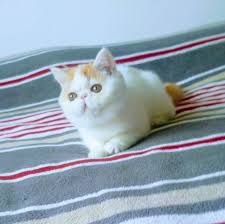 Satilik Exotic Shorthair Panosundaki Pin