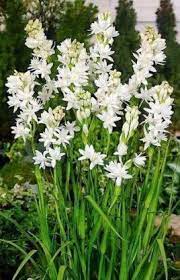 Organic tuberose flower floral water rajnigandha polianthes tuberosa 100% pure tuberose. Grah Pravesh Rajnigandha Tuberose Polianthes Tuberosa Seed Price In India Buy Grah Pravesh Rajnigandha Tuberose Polianthes Tuberosa Seed Online At Flipkart Com