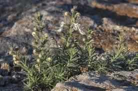 Image result for Suaeda merxmuelleri