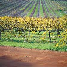 Australian Wine Is Amazing Margaret River Wineries Australia Landscape Australia Wine