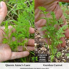 The carrots brought over by the pilgrims escaped captivity and adapted to growing conditions in most of the country. Queen Anne S Lace Butterfly Host Plant And Blueberry Protector