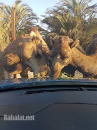 اسعار افريكا بارك طريق مصر اسكندرية 2020 منتدى رحلات مصر