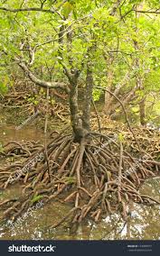 Image result for Rhizophora