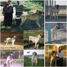 Champion Dogs Malakli Home Facebook