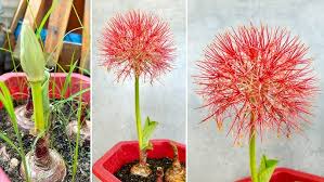 Image result for Scadoxus multiflorus