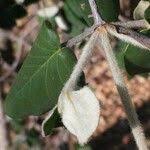 Image result for Androstachys johnsonii