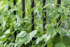 Vegetable Gardening For Beginners Small Vegetable Garden Ideas