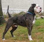 UNITED ALAPAHA BULLDOGS | HOME