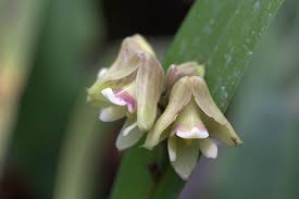 Image result for Polystachya galeata