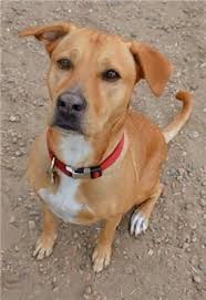 He is 14 months old and roughly 80lbs. Rhodesian Ridgeback Chocolate Lab Mix Cute Dogs Gallery Labrador Labrador Mix Rhodesian Ridgeback