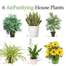 Purifying House Plants For Allergies Legion Of Pagan Air Purifying House Plants Plants Home Air Purifier