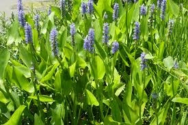 Image result for Pontederia