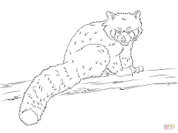 To draw this cartoon red panda step by step, follow along with the video tutorial below and pause the video after each step to draw at your own pace. Red Panda Colouring Pictures