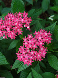 Image result for Pentas lanceolata
