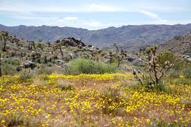 Desert primrose and the white desert primrose. Joshua Tree National Park Is Seeing Its Biggest Wildflower Bloom In Decades And It S A Spectacular Sight Roadtrippers