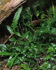 Image result for Pteris auquieri