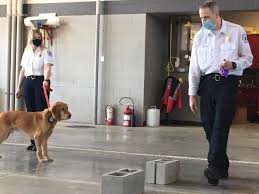 Safe haven pet rescue, rochester, mn. Rochester Mn Fire Department Welcomes New Fire Marshal Fire Dog Fire Engineering