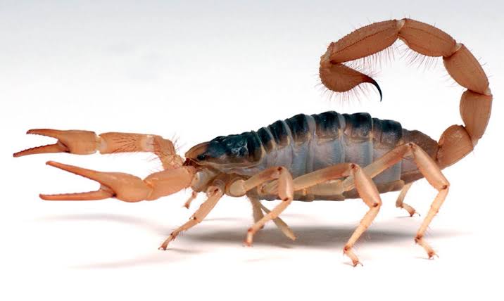 Desert Hairy Scorpion - Los Angeles Zoo and Botanical Gardens