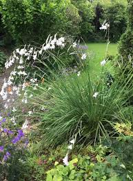 Image result for Dierama inyangense