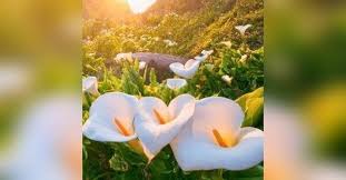 Trish Wall Obituary - Visitation & Funeral Information